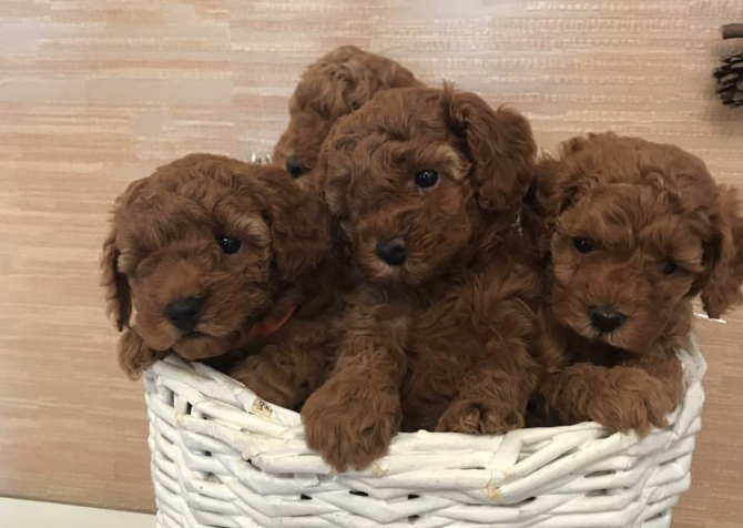 Mini Boy Poodle Bebekler